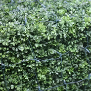 5mm 4' x 6' Champagne - Warm White, Pure White, Cool White DreamSpark® Smooth Fade LED Net Lights, Green Wire