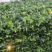 5mm 4' x 6' Champagne - Warm White, Pure White, Cool White DreamSpark® Smooth Fade LED Net Lights, Green Wire