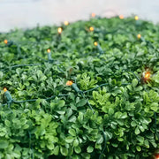 5mm 4' x 6' Orange LED Net Lights, Green Wire