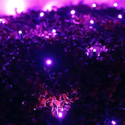 5mm 4' x 6' Purple LED Net Lights, Green Wire