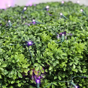 5mm 4' x 6' Purple LED Net Lights, Green Wire